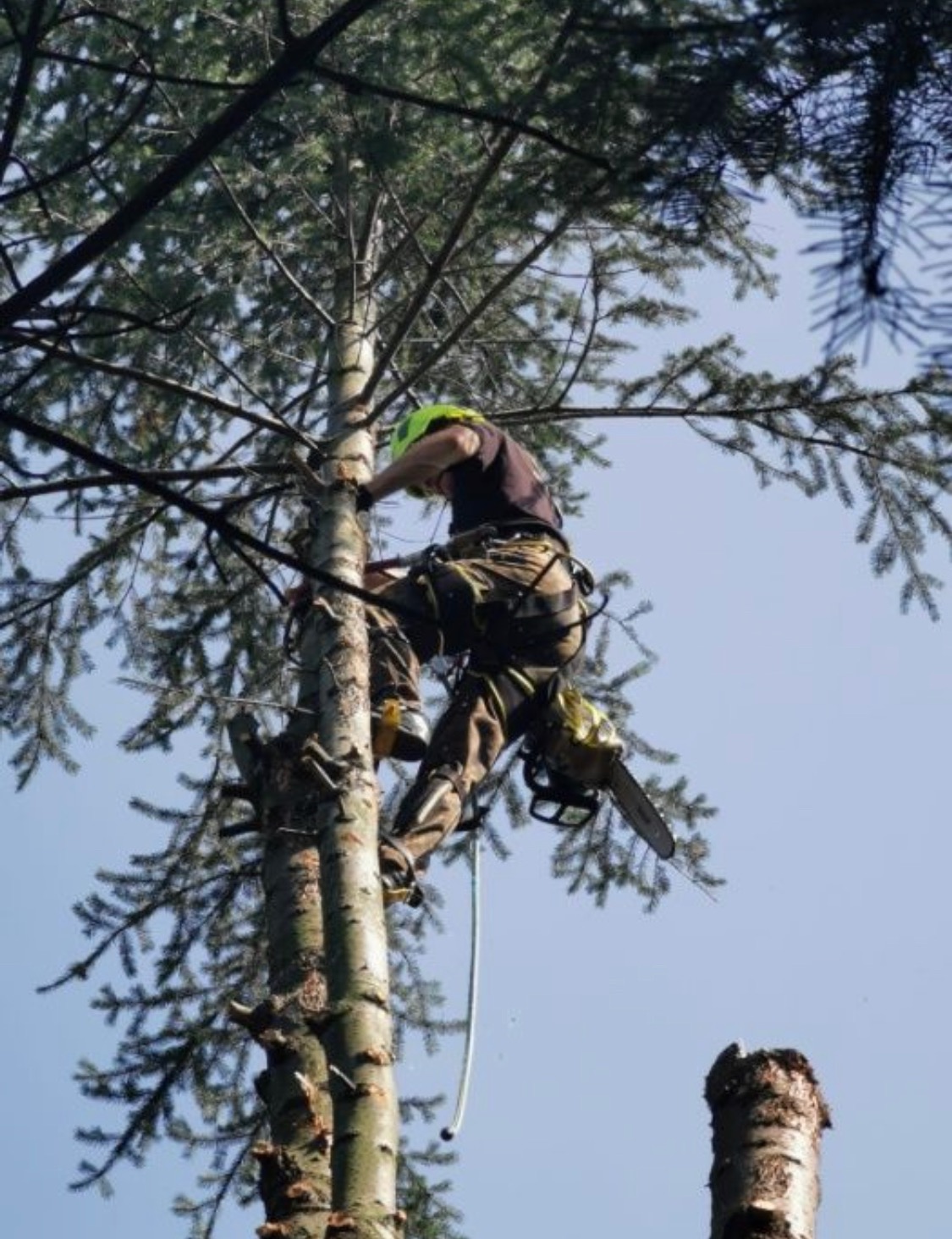 Arborysta w kasku i uprzęży, przycina wysokie drzewo iglaste z użyciem piły spalinowej, widoczny ścięty pień obok.