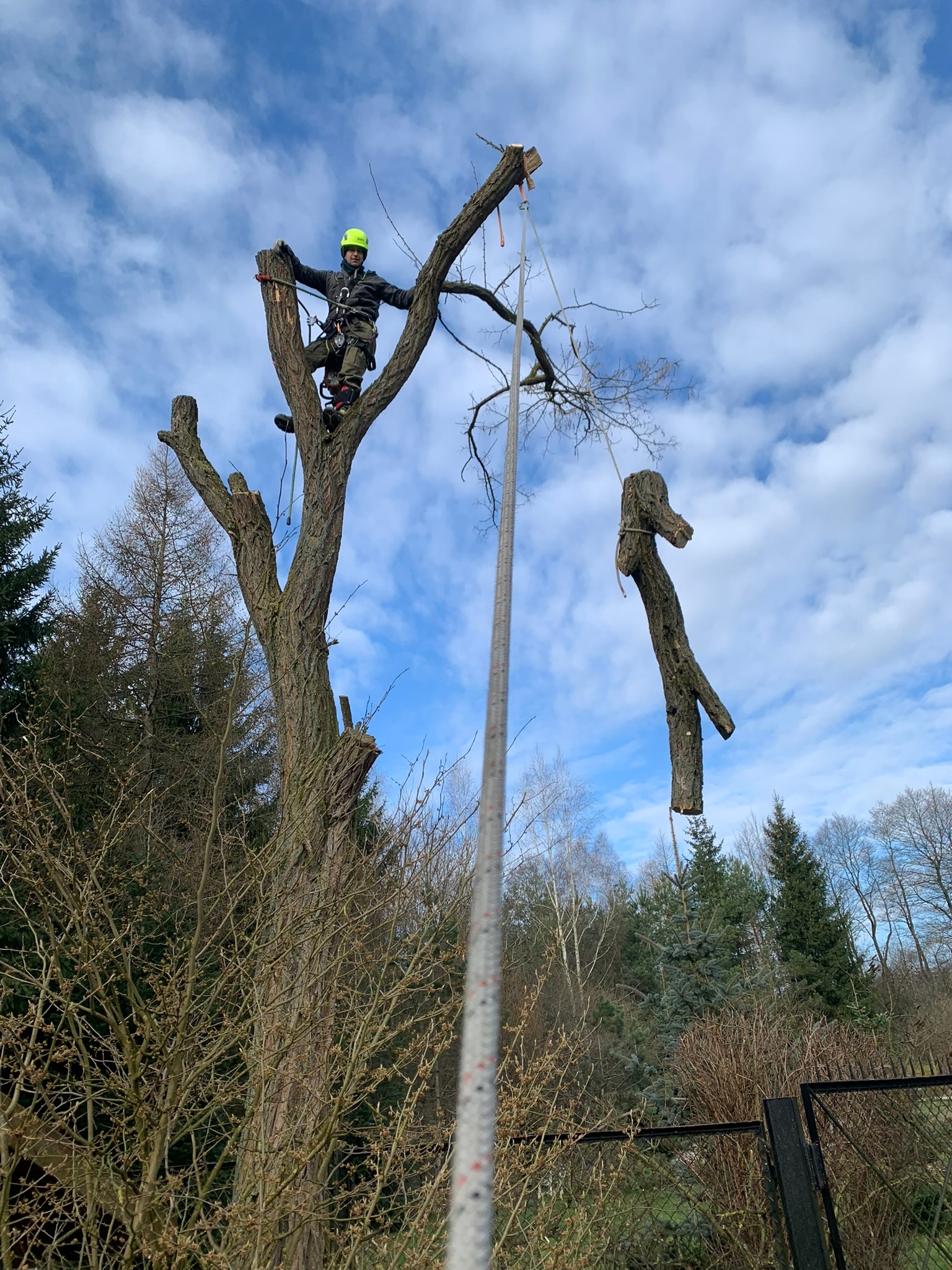 Arborysta w kasku i uprzęży tnie drzewo na wysokości, odcięta gałąź wisi na linie, błękitne niebo w tle.