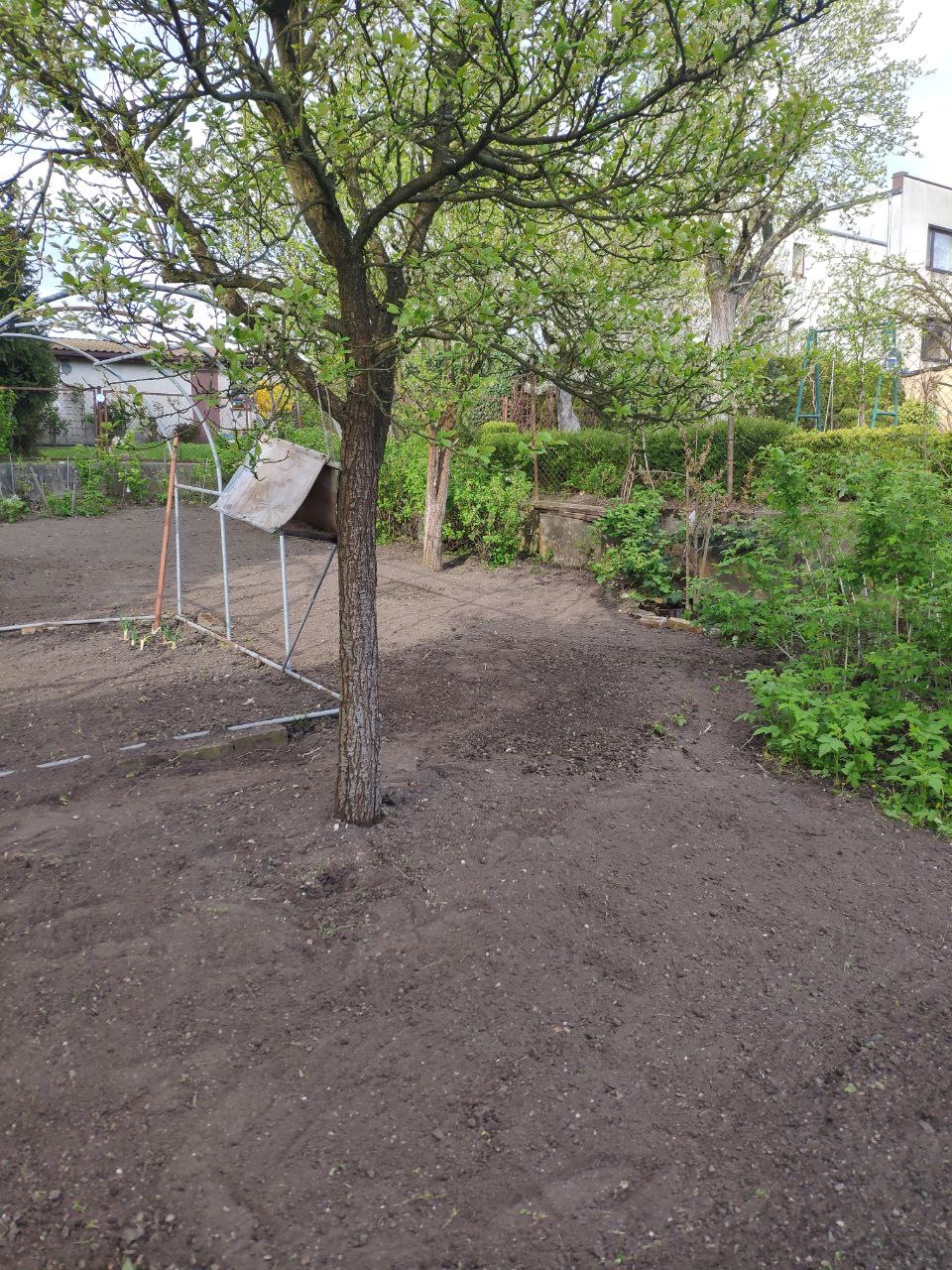 Przygotowany teren pod uprawę z młodym drzewkiem pośrodku, widoczny szkielet szklarni i zielona roślinność w tle.