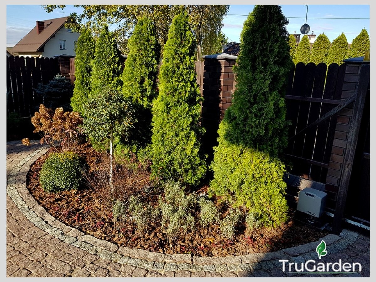 Ogród z rzędem wysokich, zielonych tuj przy brązowym płocie i automatycznej bramie. Rabata wysypana korą, obrzeże z kostki brukowej. W tle widoczny dom.