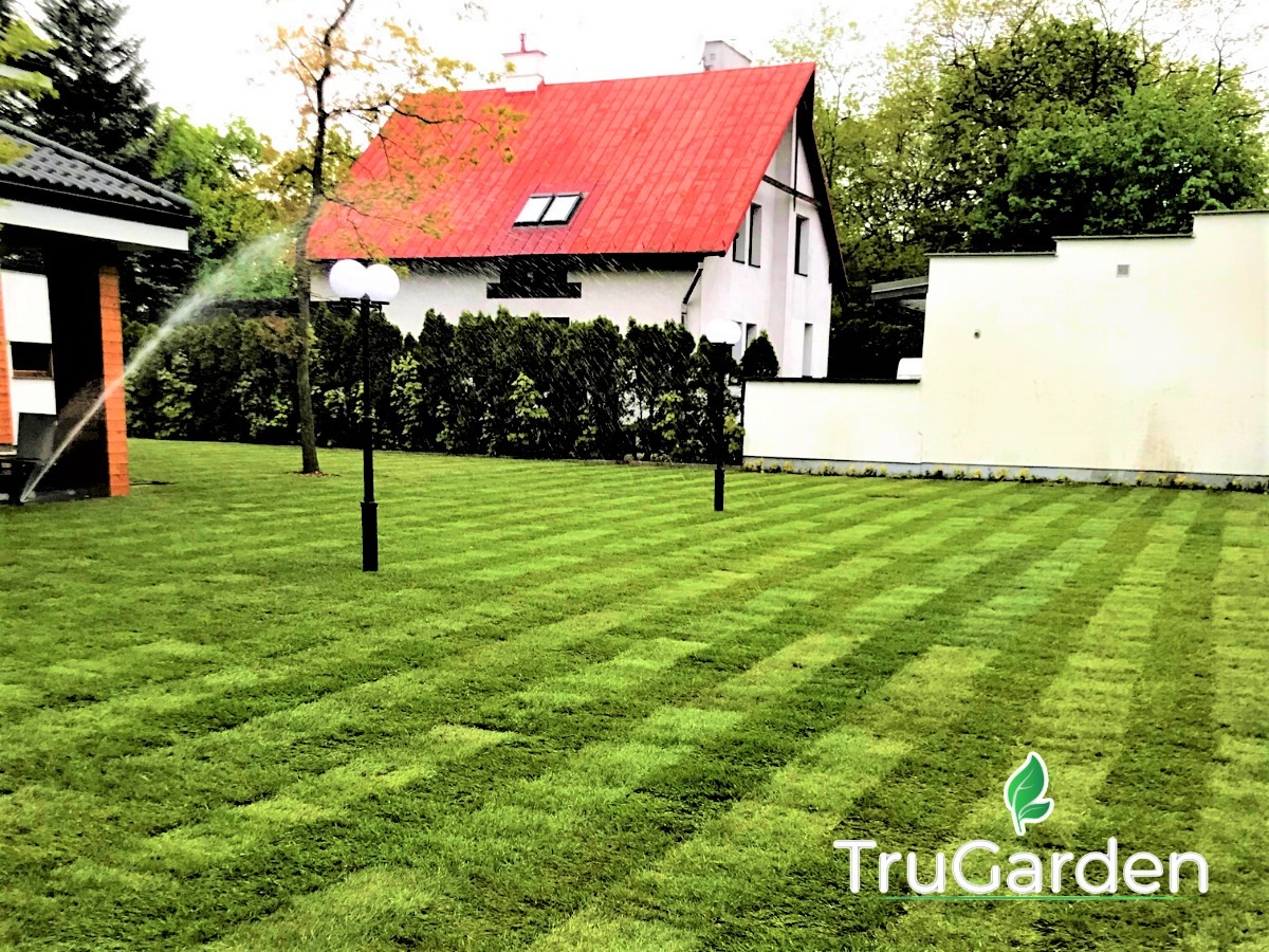Świeżo położona trawa z rolki w pasy, zraszacz nawadnia trawnik, w tle biały dom z czerwoną dachówką i logo TruGarden w prawym dolnym rogu.