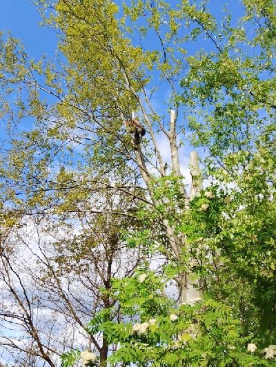 Arborysta w uprzęży, przycina drzewo na tle błękitnego nieba z chmurami. Widoczne świeżo przycięte gałęzie i bujna zieleń.