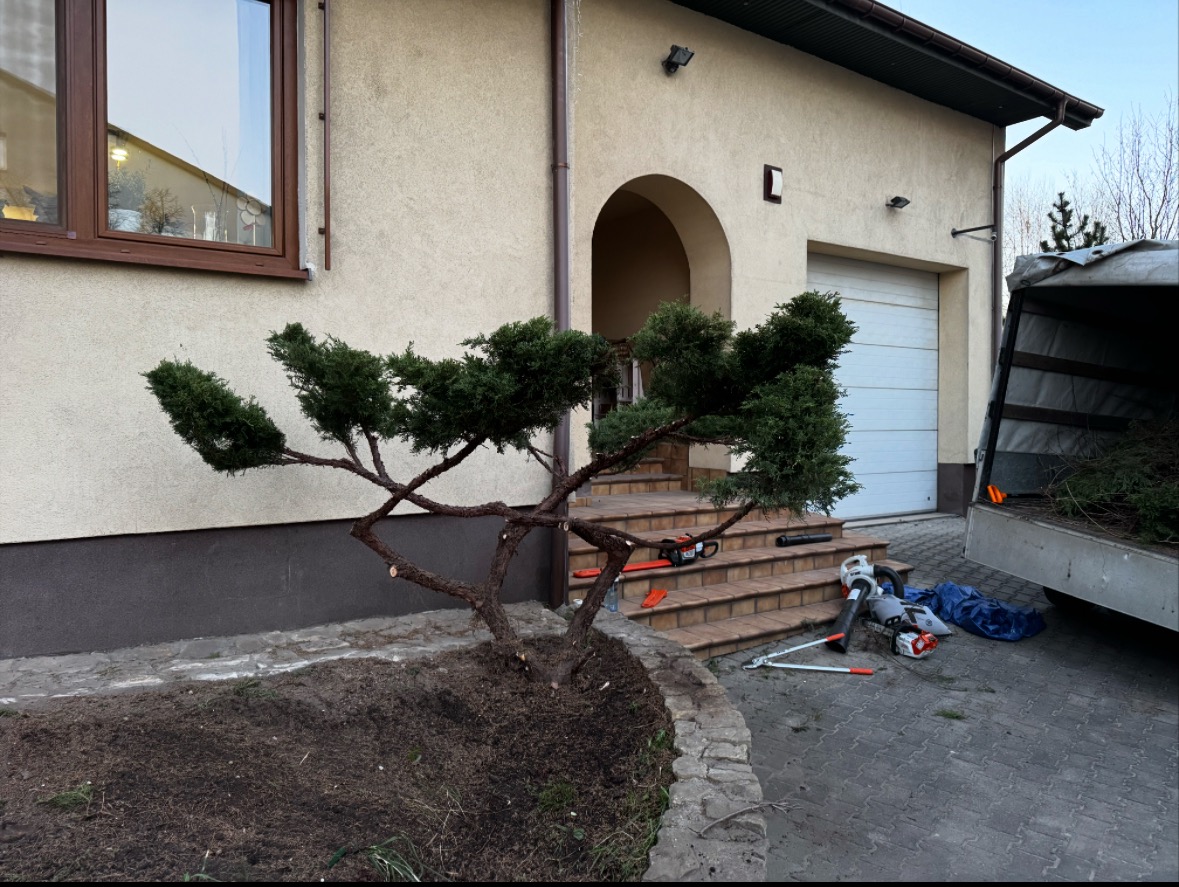 Formowane drzewko iglaste przed domem z narzędziami ogrodniczymi na schodach. Widoczny samochód z przyczepą i gałęziami. Jasna elewacja budynku.