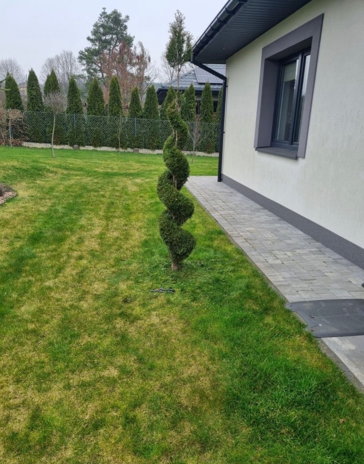 Ogród z trawnikiem i spiralnie uformowanym krzewem iglastym. Szara kostka brukowa tworzy ścieżkę wzdłuż ściany budynku, a w tle widoczne są wysokie drzewa.