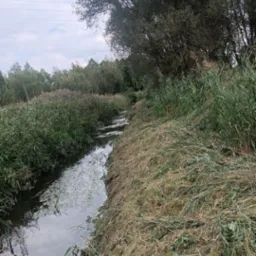 Brzeg cieku wodnego po koszeniu, widoczne ścięte trawy i trzciny. W tle drzewa i krzewy, pochmurne niebo. Perspektywa z dołu.