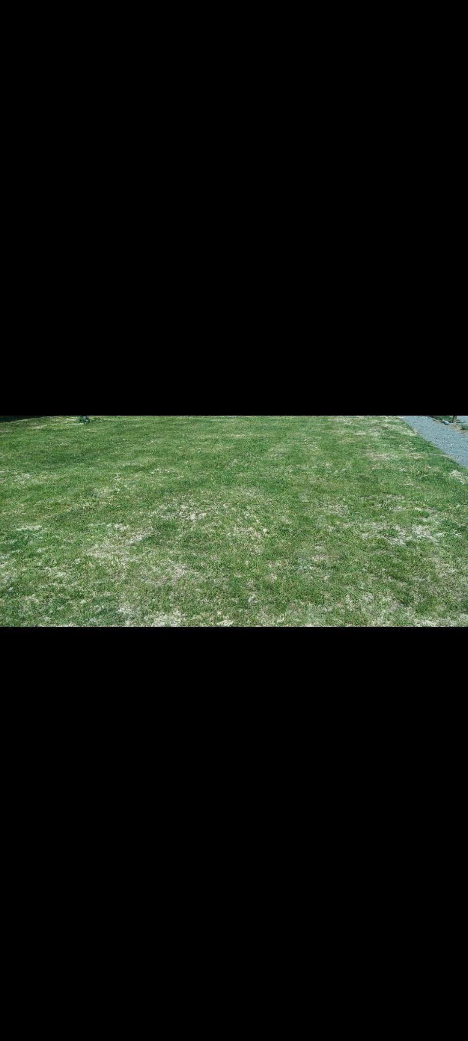 Rozległy trawnik w Niegowie, z widoczną ścieżką z kamienia po prawej stronie. Trawa jest zielona, ale miejscami przesuszona, co sugeruje potrzebę pielęgnacji.