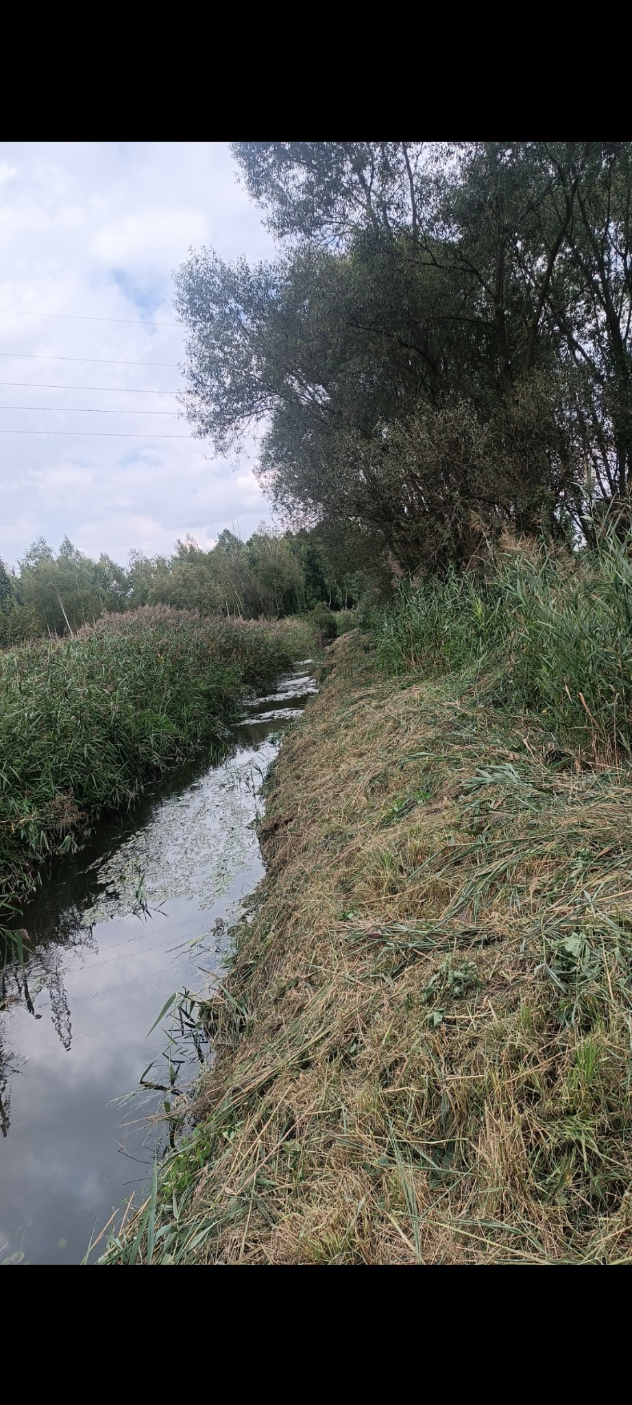 Brzeg cieku wodnego po koszeniu, widoczne ścięte trawy i trzciny. W tle drzewa i krzewy, pochmurne niebo. Perspektywa z dołu.