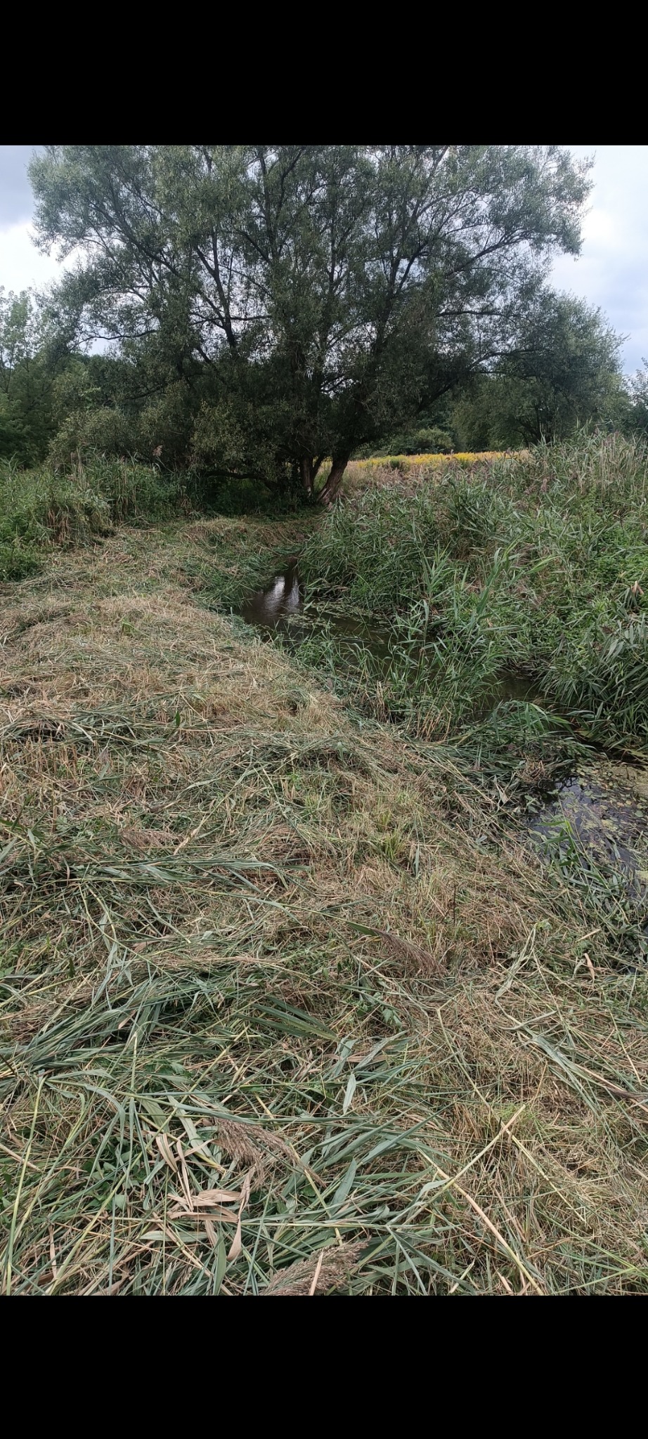 Po częściowym koszeniu trawy wzdłuż strumienia, z widocznym drzewem w tle i pozostawionymi fragmentami roślinności, krajobraz po pielęgnacji.
