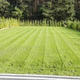 Równomiernie przystrzyżony trawnik z wyraźnymi pasami po kosiarce, otoczony młodymi tujami i drzewami w tle.