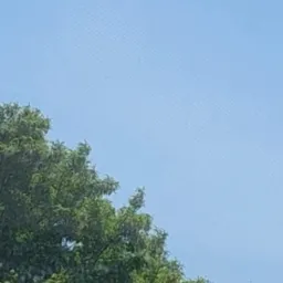 Fragment korony drzewa z zielonymi liśćmi na tle błękitnego, lekko zamglonego nieba.