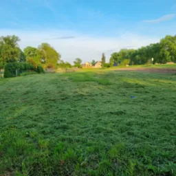 Rozległy trawnik świeżo po koszeniu, z widocznymi śladami cięcia i rozrzuconą trawą, w tle drzewa i zabudowania wiejskie w porannym świetle.