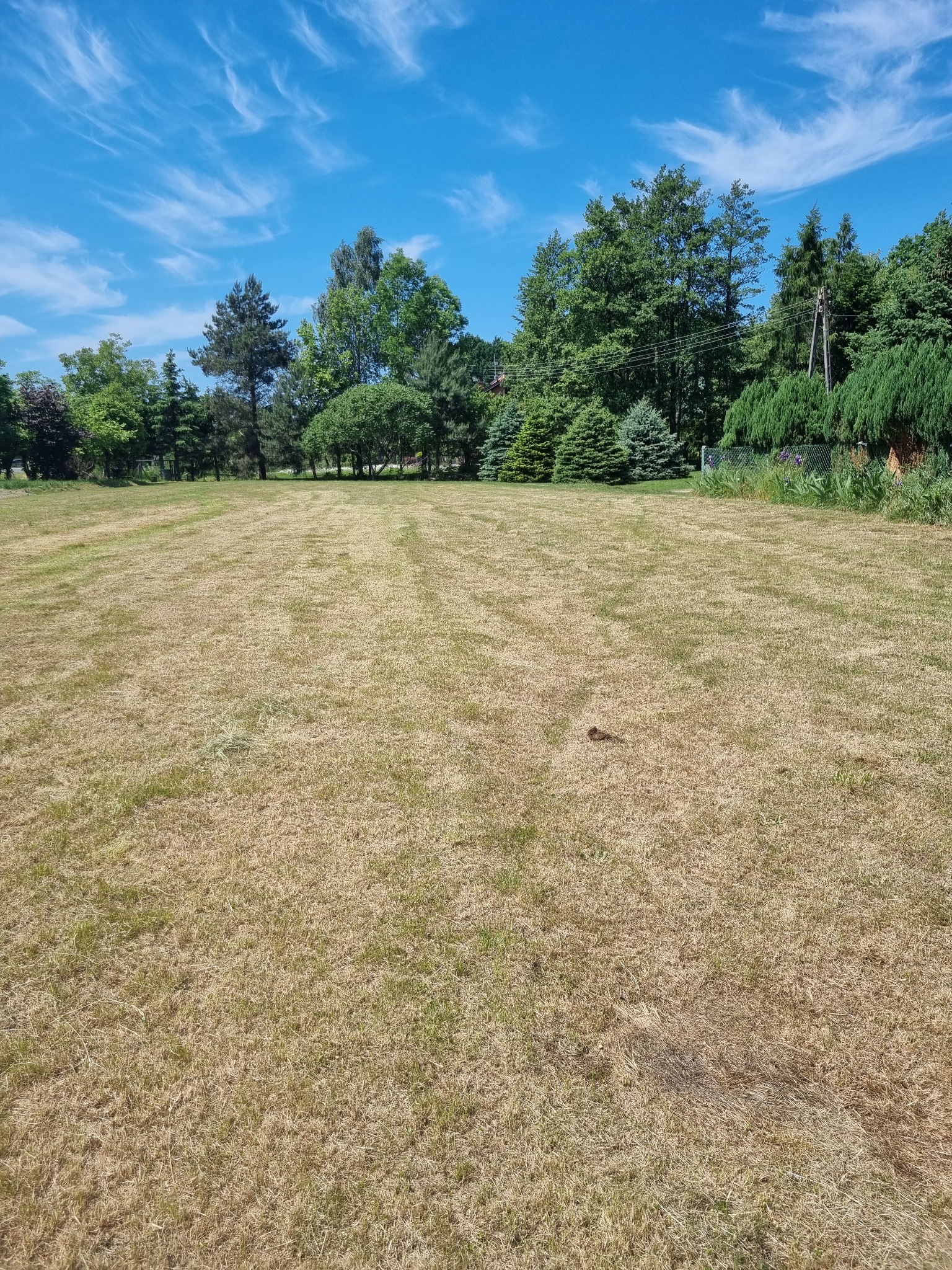 Rozległy trawnik z wysuszoną trawą w słoneczny dzień, widoczne ślady po koszeniu, w tle drzewa i błękitne niebo z chmurami.