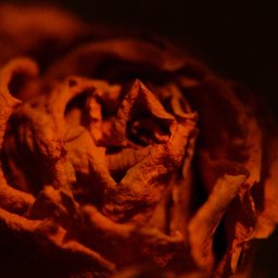 Sesja ciążowa Konarzewo 1