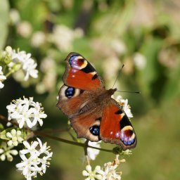 Sesja ciążowa Konarzewo 2