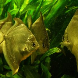 Sesja ciążowa Konarzewo 3