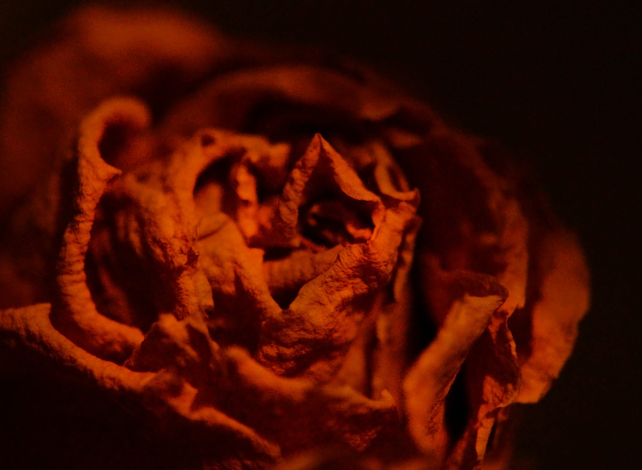 Pomarańczowa róża w ciemnym otoczeniu, widoczne detale płatków i ich struktura.