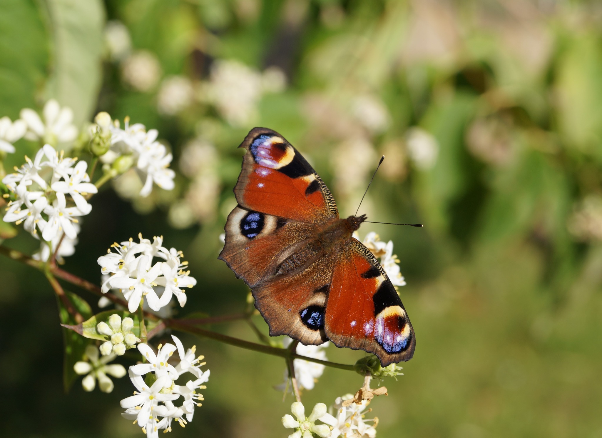 Paw królowej, motyl o charakterystycznych oczkach na skrzydłach, przysiadł na kwitnącym krzewie z drobnymi białymi kwiatami, oświetlony jasnym, naturalnym światłem.