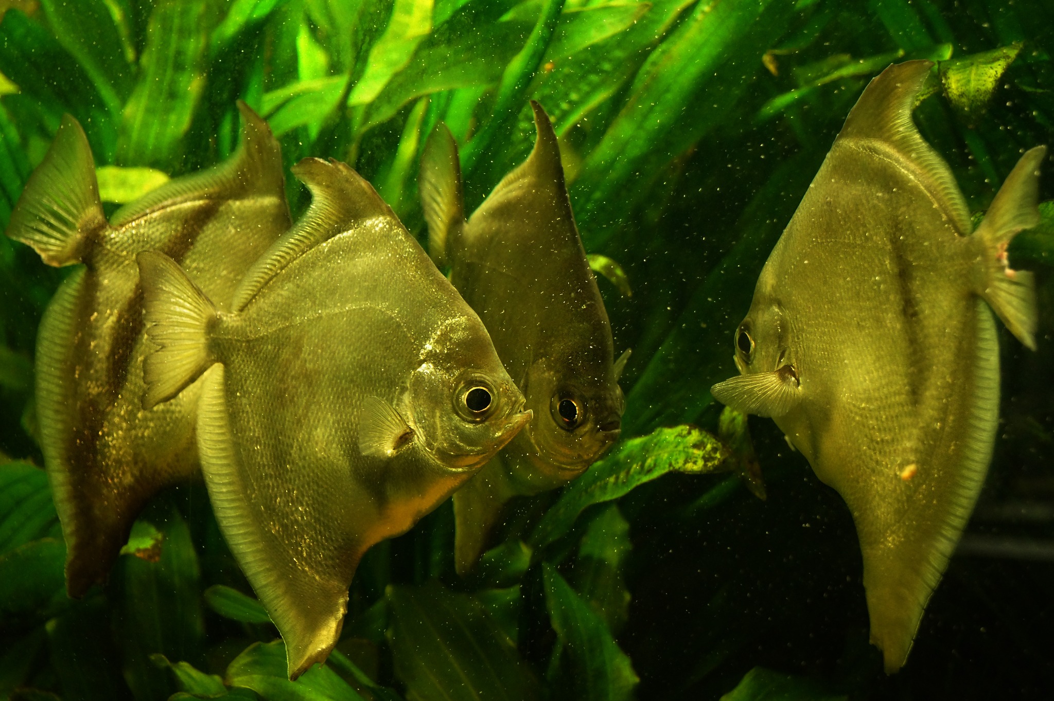 Srebrzyste piranie pacu w akwarium z bujną, zieloną roślinnością w tle, uchwycone w zbliżeniu.