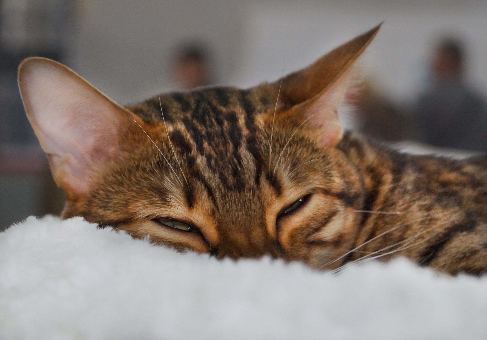 Śpiący kot bengalski z przymkniętymi oczami, oparty na białym, puszystym materiale, z rozmytymi postaciami w tle.