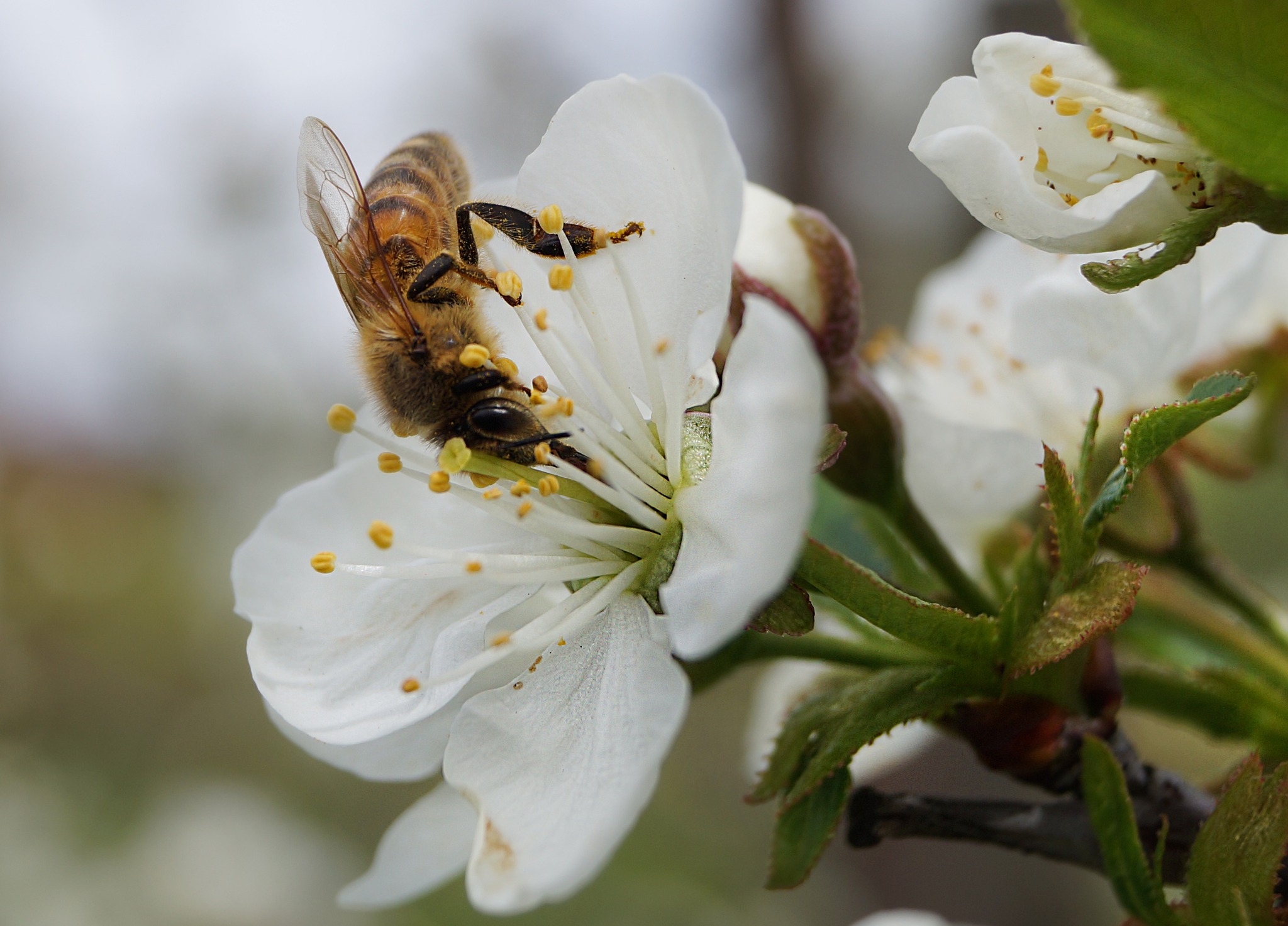 Zbliżenie pszczoły zbierającej pyłek z białego kwiatu drzewa owocowego, widoczne detale skrzydeł i nóg owada.