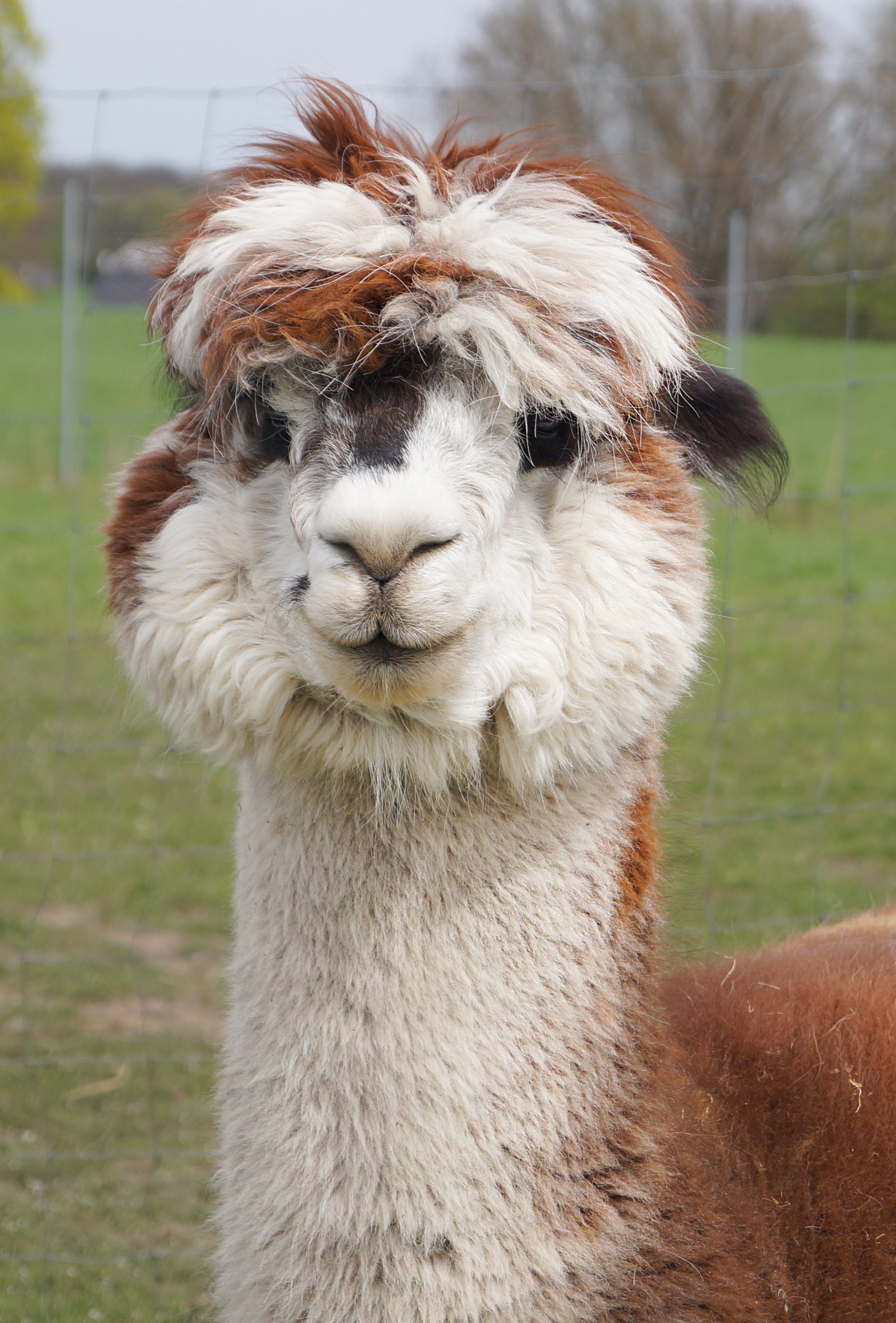 Portret alpak z brązowo-białym futrem i charakterystyczną fryzurą na głowie, na tle zielonego pastwiska.