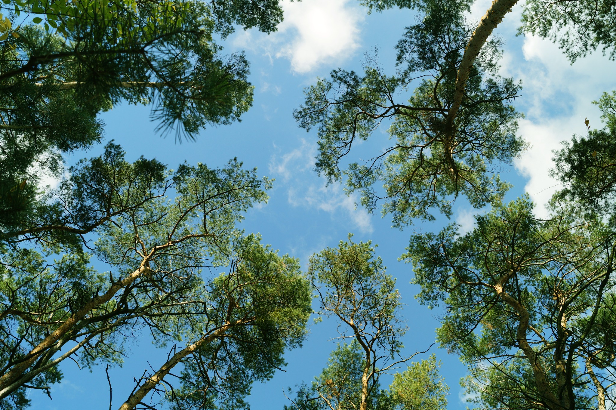 Widok z dołu na korony drzew iglastych i błękitne niebo z lekkimi obłokami.