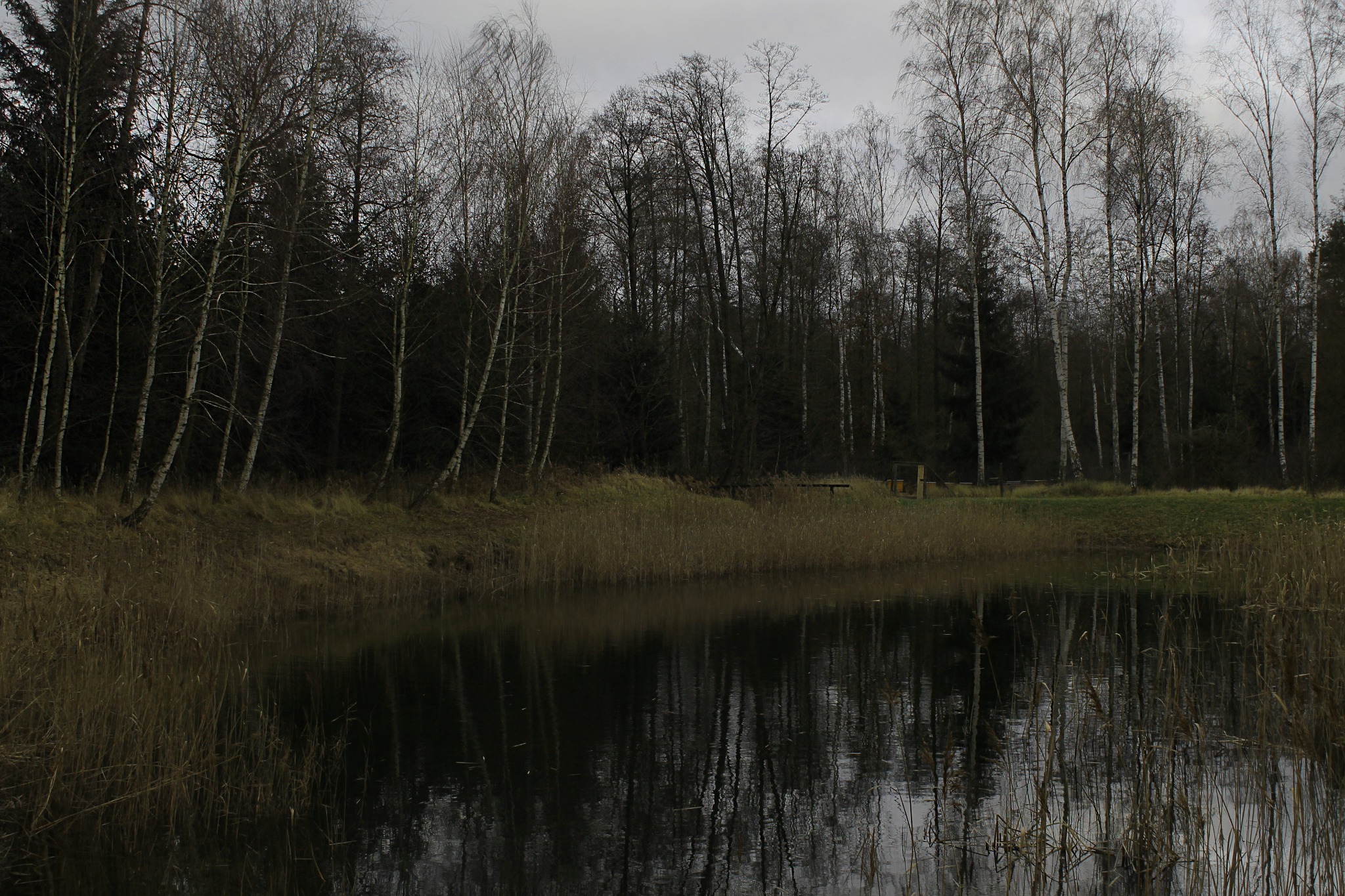 Jesienny krajobraz: brzeg stawu z trzcinami, za nim las z przewagą brzóz bez liści, pochmurne niebo.