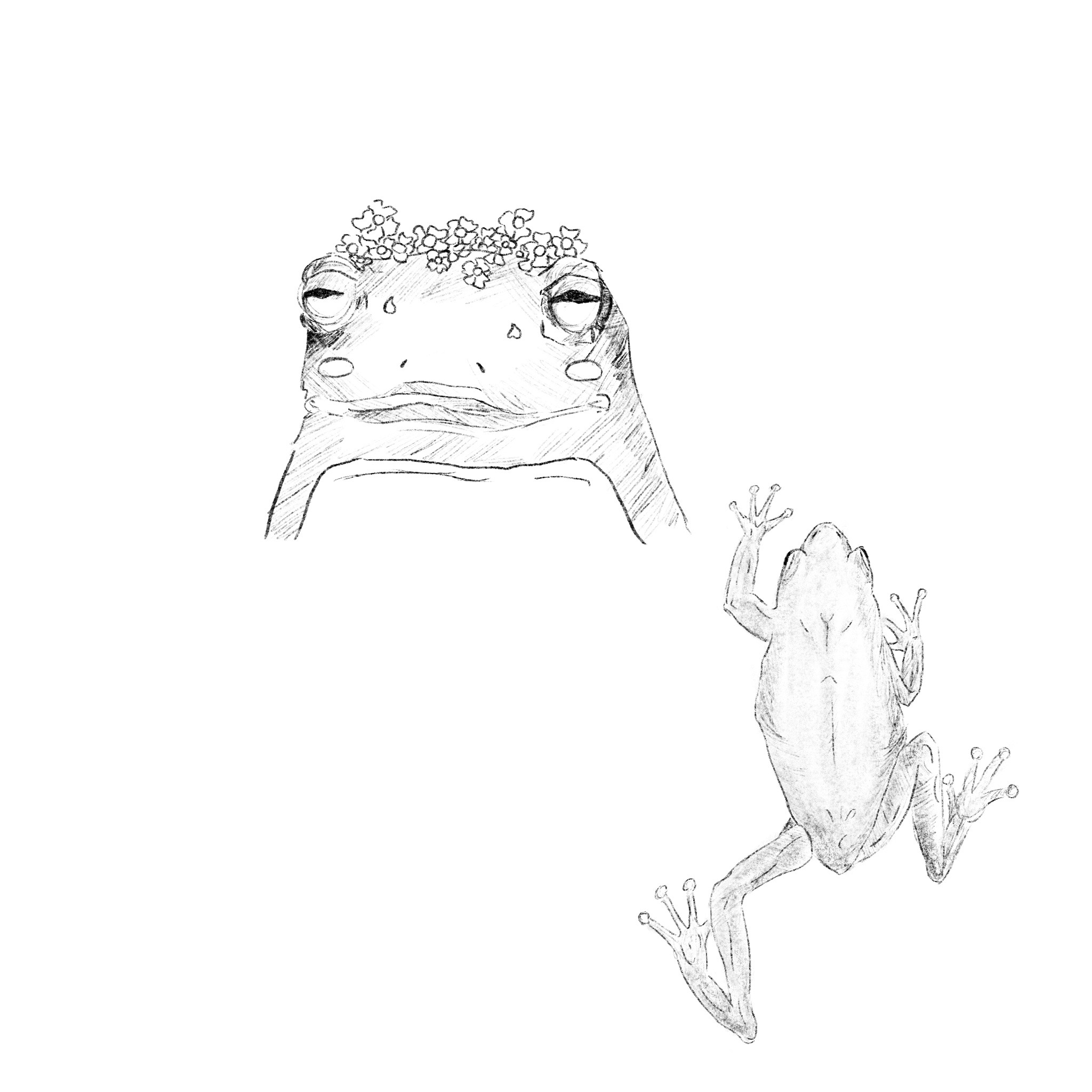 Dwa szkice żaby: jeden z przodu z kwiatowym wiankiem, drugi od spodu z rozpostartymi palcami, wykonane ołówkiem na białym tle.