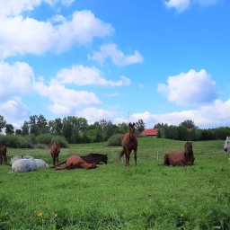 Stadniny i jazda konna Sulimy 4