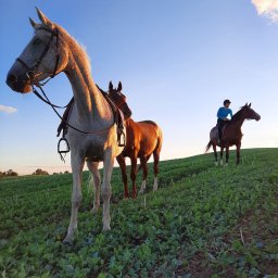 Stadniny i jazda konna Sulimy 2