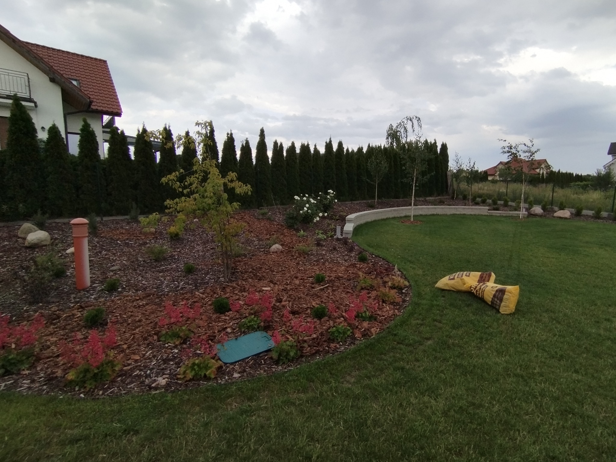 Uformowany rabat z korą i kwitnącymi astilbe, obok trawnik z workami. W tle rząd tuj i dom z czerwoną dachówką pod pochmurnym niebem.