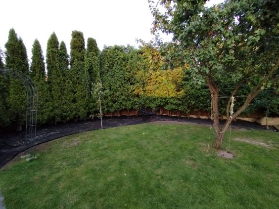 Uporządkowany ogród z zielonym trawnikiem, obrzeżami z czarnej agrowłókniny, wysokimi tujami i drzewem owocowym. Metalowa pergola w tle.