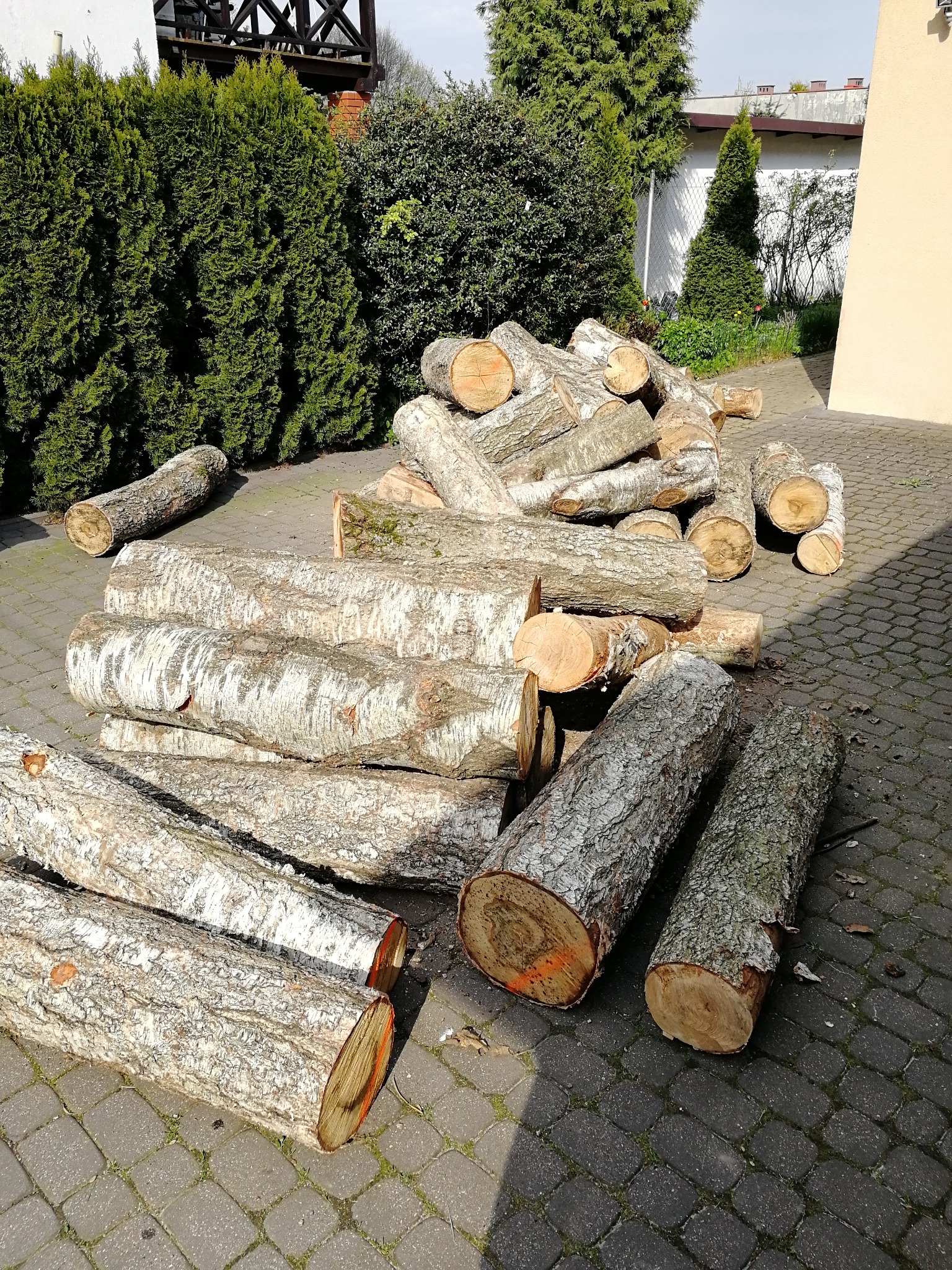 Stos pociętych klocków drewna brzozowego z pomarańczowymi oznaczeniami na końcach, ułożonych na szarej kostce brukowej, z żywopłotem w tle.