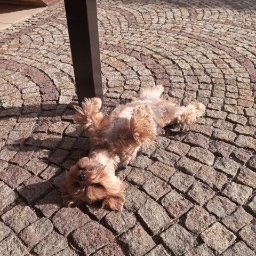 Zbieranie owoców Legnica 1