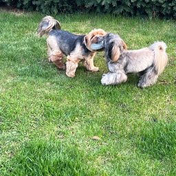 Zbieranie owoców Legnica 2