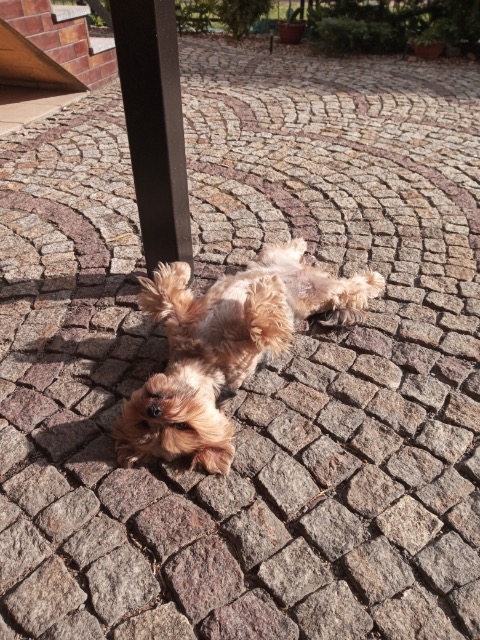 Mały, beżowy pies rasy Yorkshire Terrier leży na plecach na brukowanym podwórku w słoneczny dzień, łapy skierowane do góry, cień słupa z lewej strony.