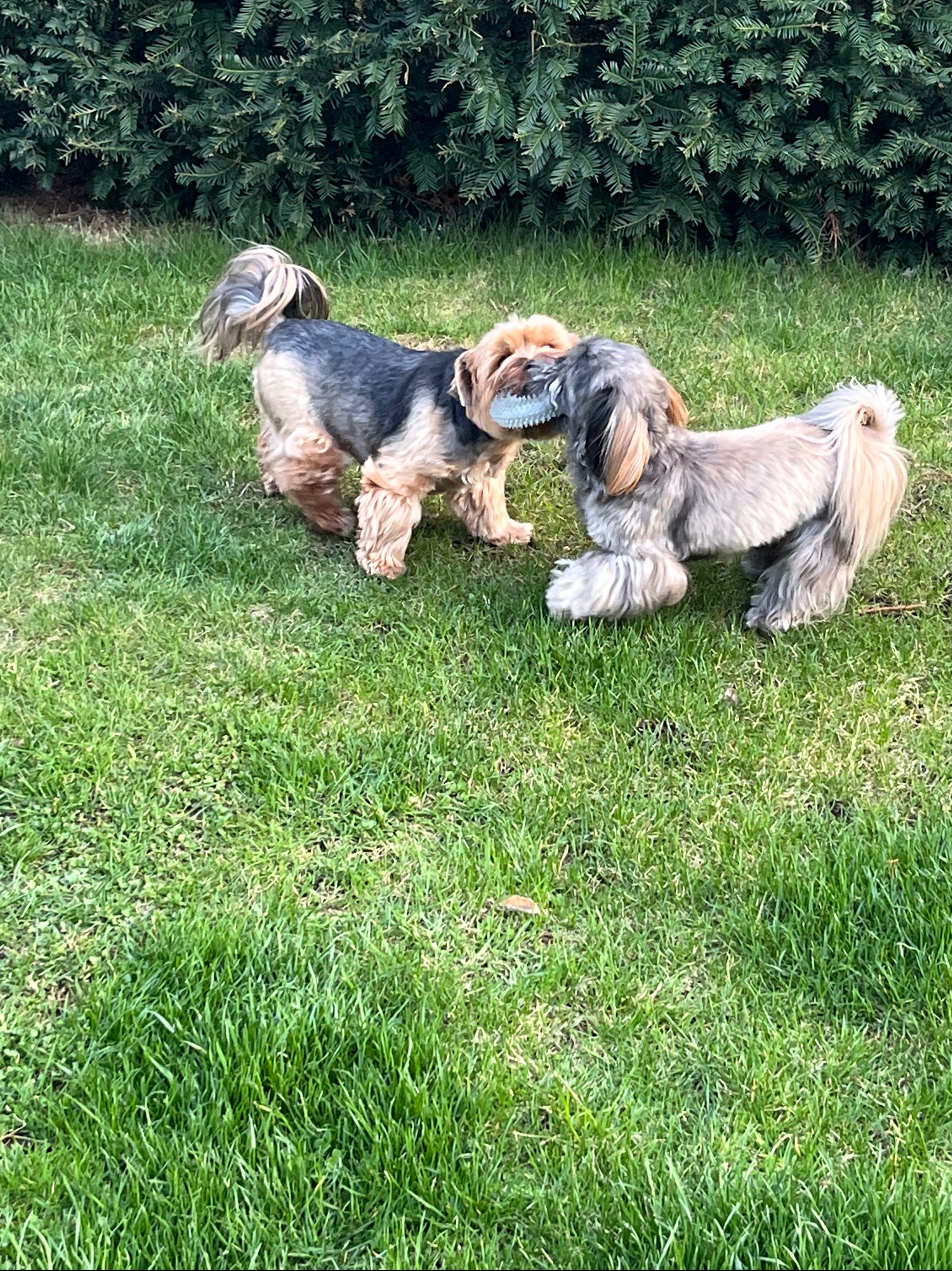 Dwa małe, zadbane psy rasy Yorkshire Terrier bawią się na trawniku, trzymając w pyskach wspólną zabawkę.