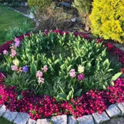 Okrągła rabata kwiatowa z obrzeżem z szarej kostki granitowej, wypełniona tulipanami, hiacyntami i obwódką z ciemnoróżowych prymulek, na tle zielonego trawnika i krzewów.