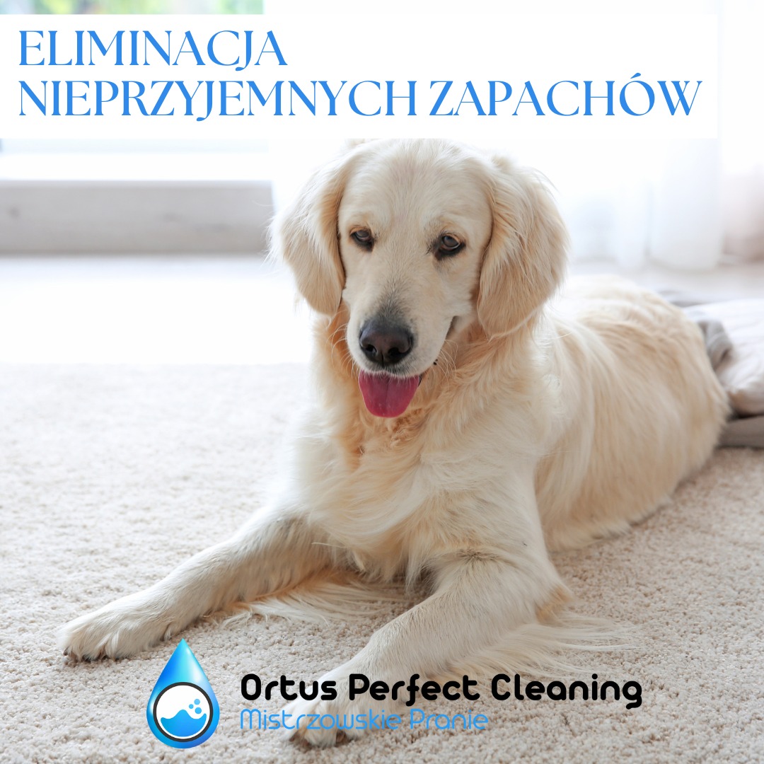 Golden retriever leży na jasnym dywanie, nad nim napis 'Eliminacja nieprzyjemnych zapachów' i logo firmy Ortus Perfect Cleaning