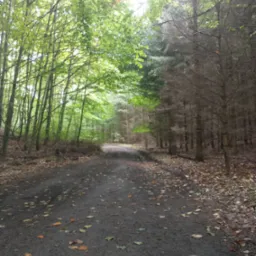 Leśna droga z opadłymi liśćmi, oświetlona z jednej strony promieniami słonecznymi, z kontrastującymi drzewami po obu stronach ścieżki.