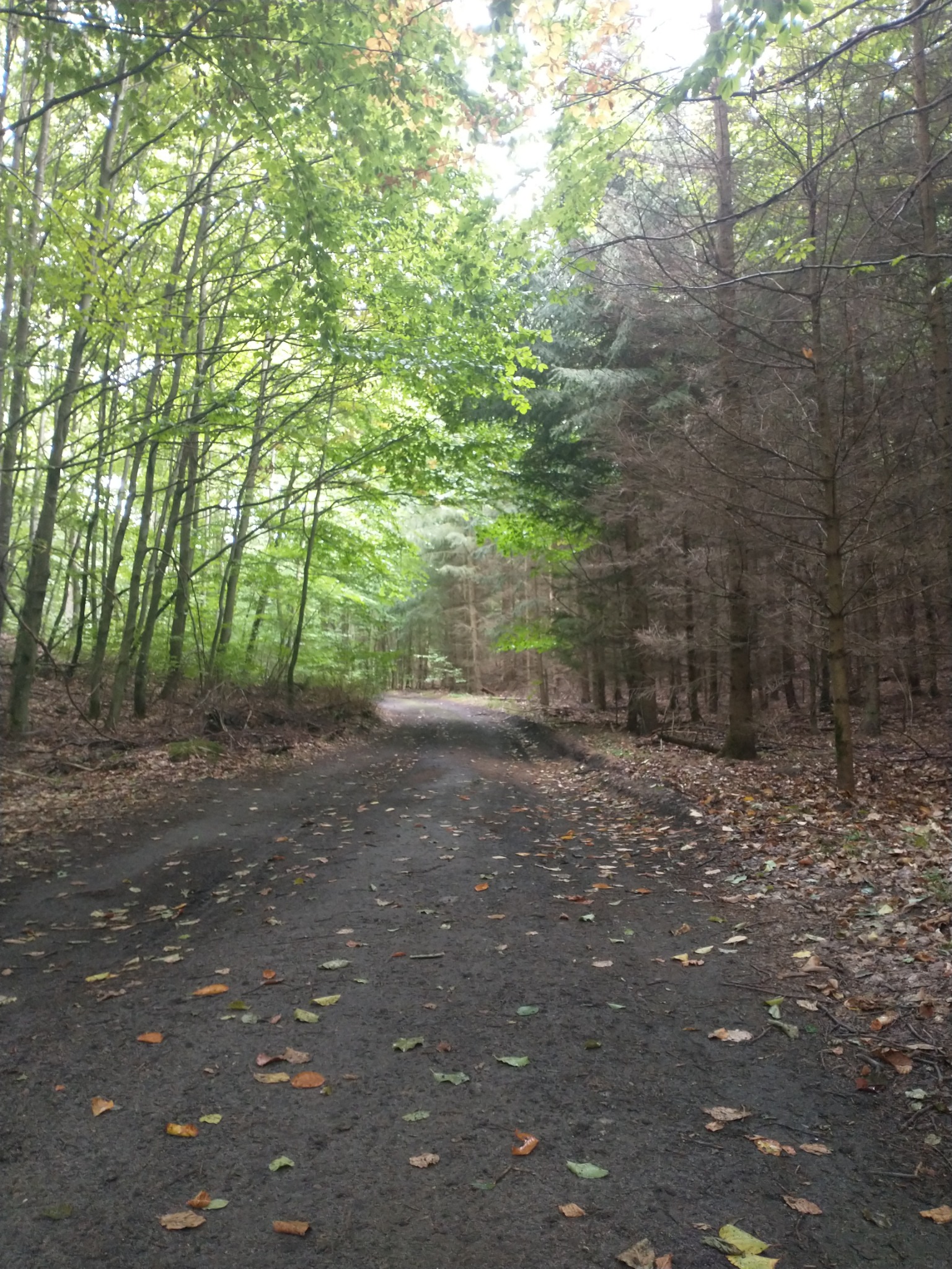 Leśna droga z opadłymi liśćmi, oświetlona z jednej strony promieniami słonecznymi, z kontrastującymi drzewami po obu stronach ścieżki.