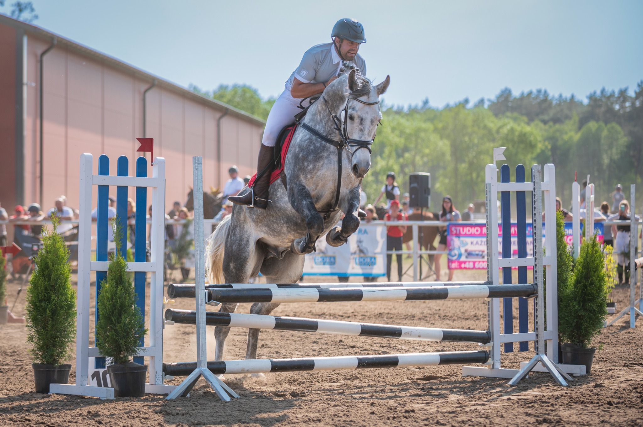 Srebrny koń z jeźdźcem pokonuje przeszkodę na zawodach jeździeckich, tło stanowią drzewa i publiczność.