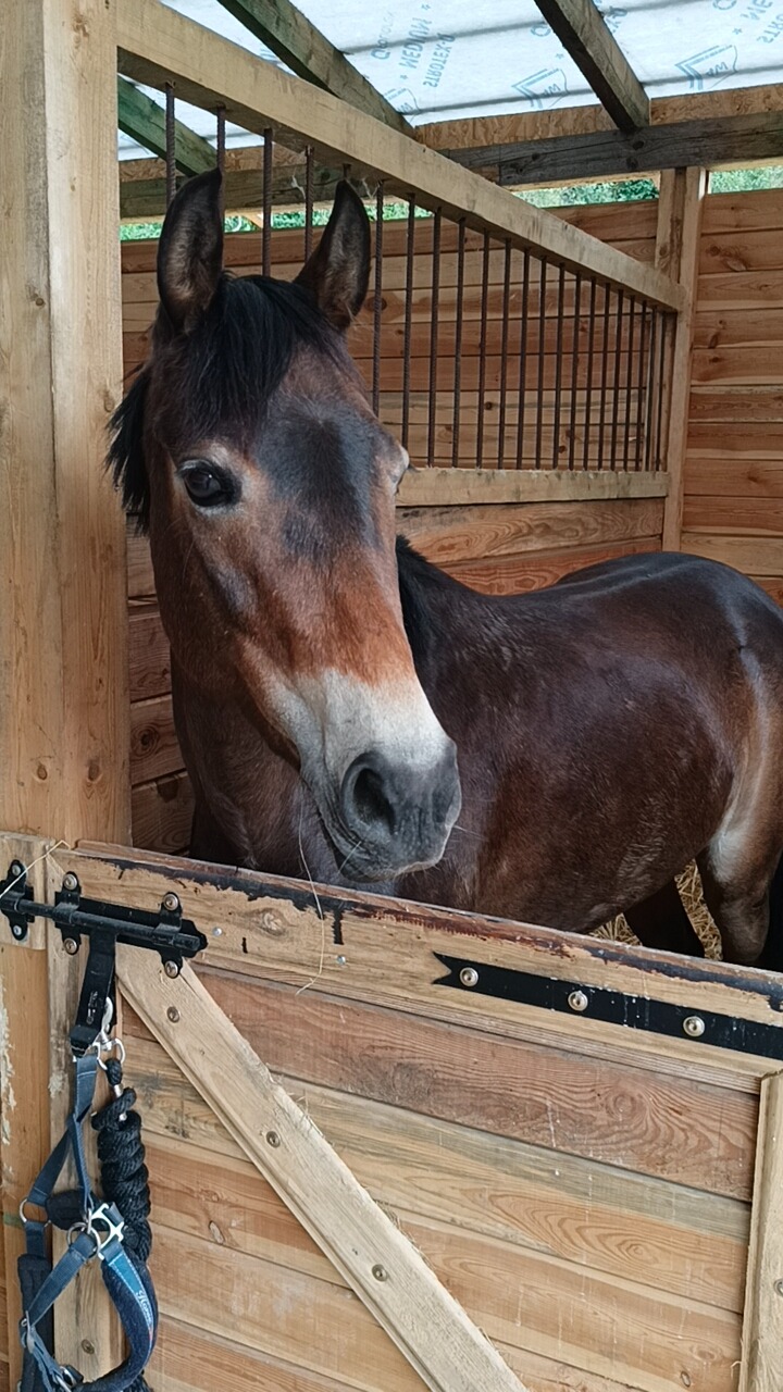 Brązowy koń w drewnianej stajni z czarnym osprzętem wiszącym na drzwiach.