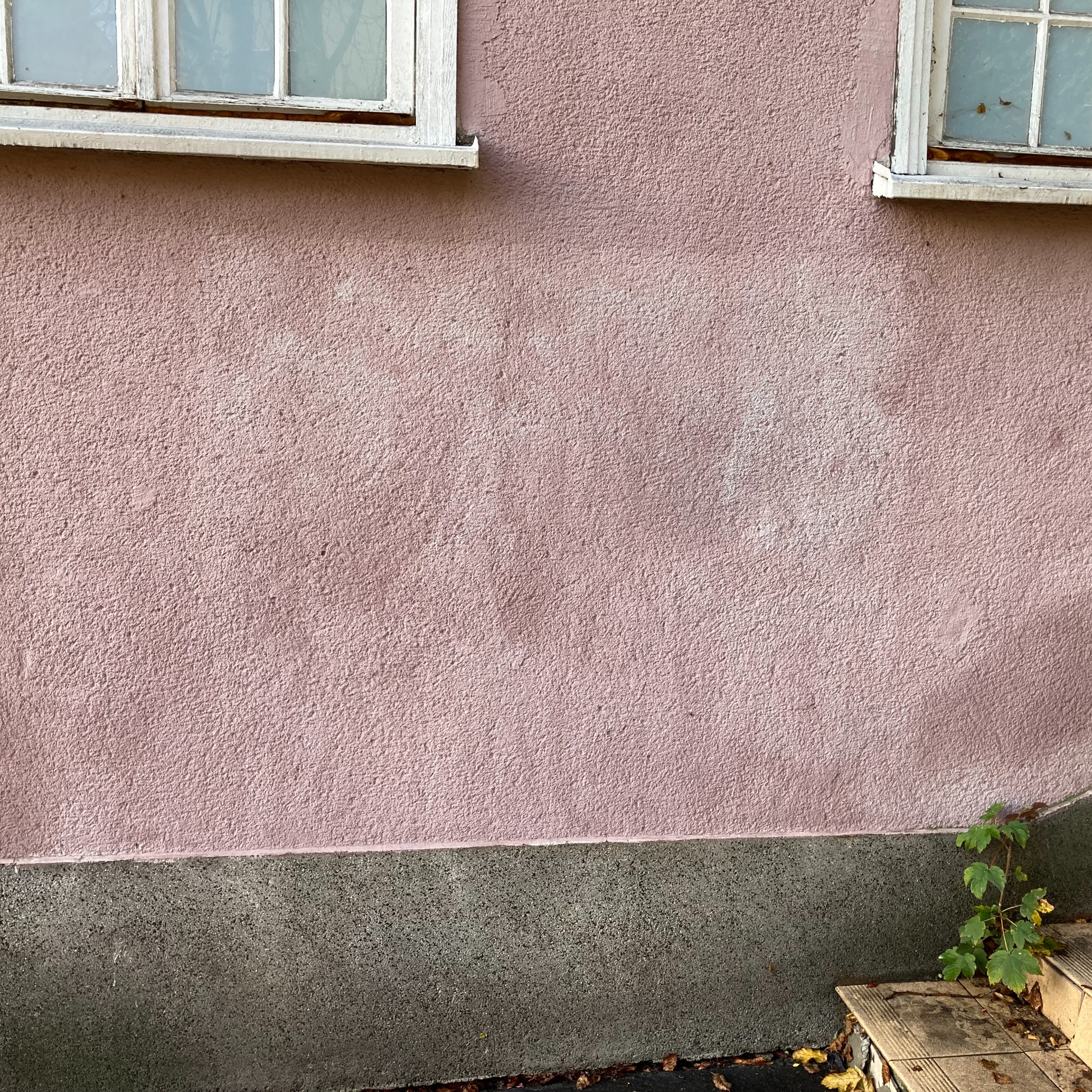 Różowa elewacja budynku z widocznymi oknami z białymi ramami, szarą podmurówką i małą rośliną pnącą się u podstawy ściany.