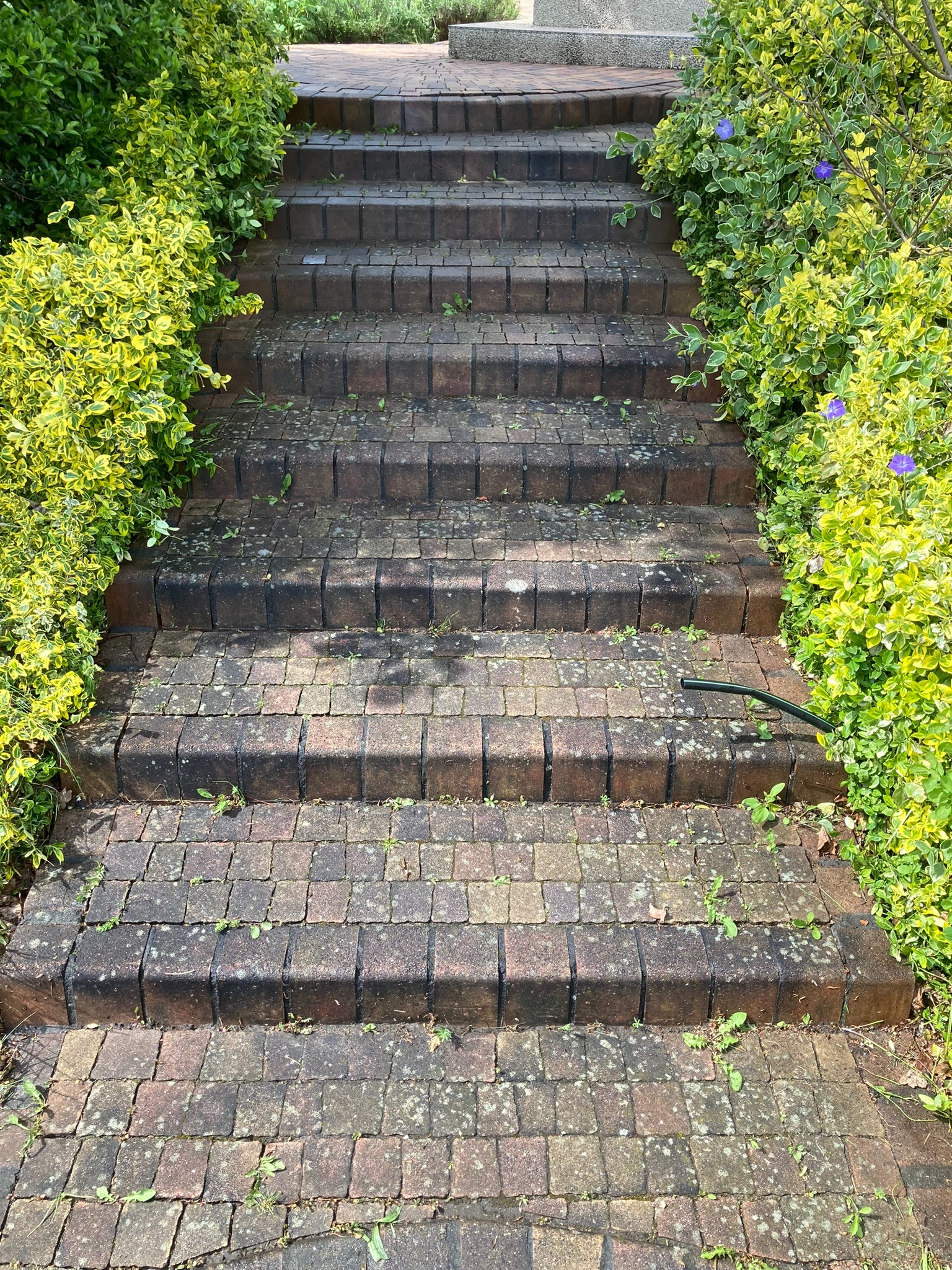 Schody z kostki brukowej porośnięte mchem i otoczone zielenią, z widocznym fragmentem węża ogrodowego.