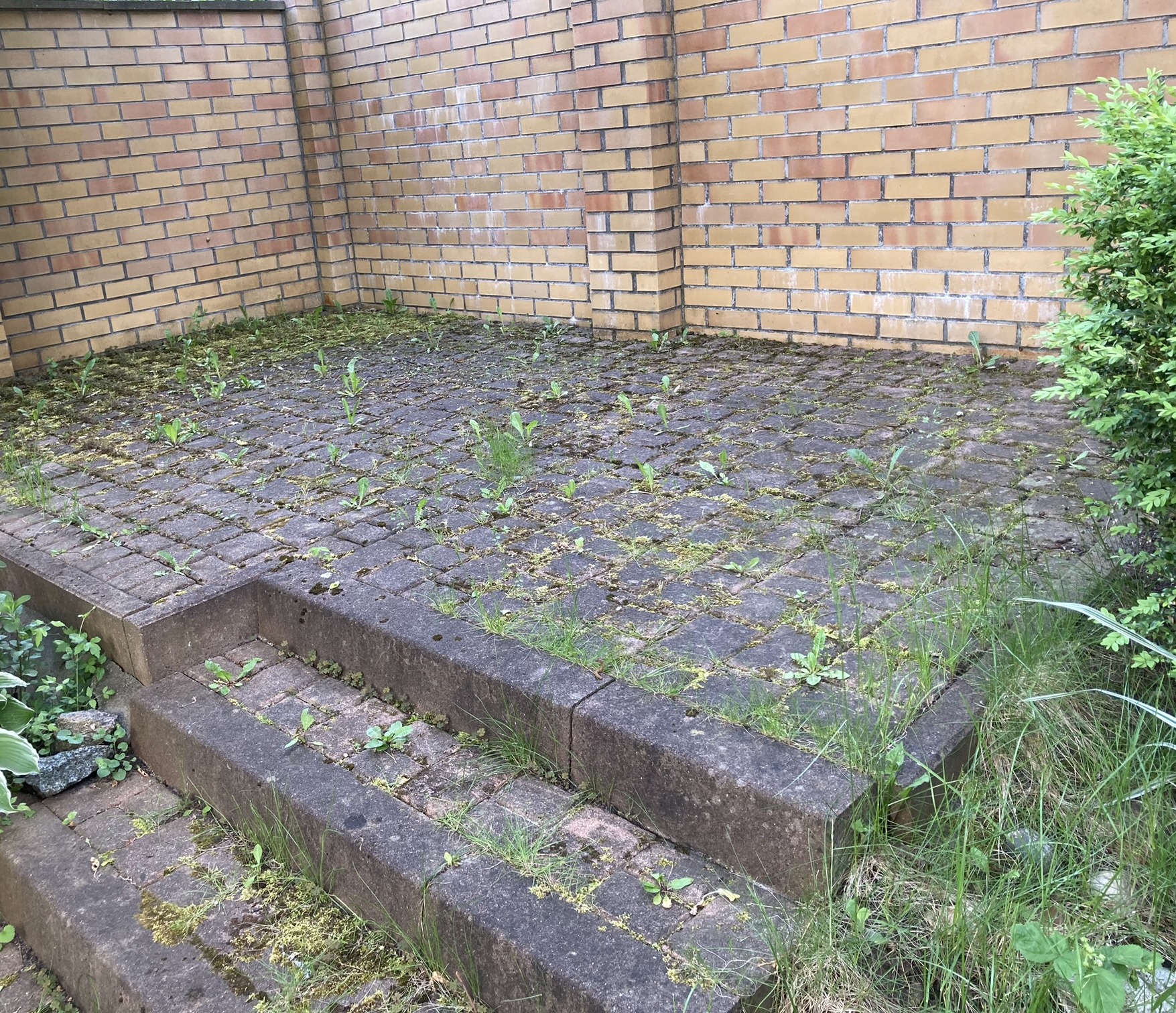 Zarośnięta kostka brukowa z chwastami i mchem, prowadząca do dwustopniowych schodów, otoczona ceglanym murem i zielenią.