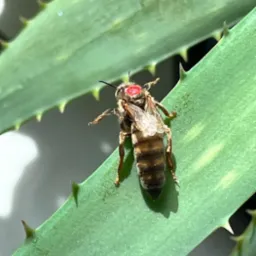 Matki pszczele unasiennione lub jedno dniówki