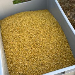 Pyłek pszczeli w hurcie w wiadrach oraz pakowany po pół kilo