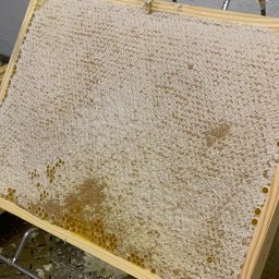 Pierwsze zbiory miod rzepakowy