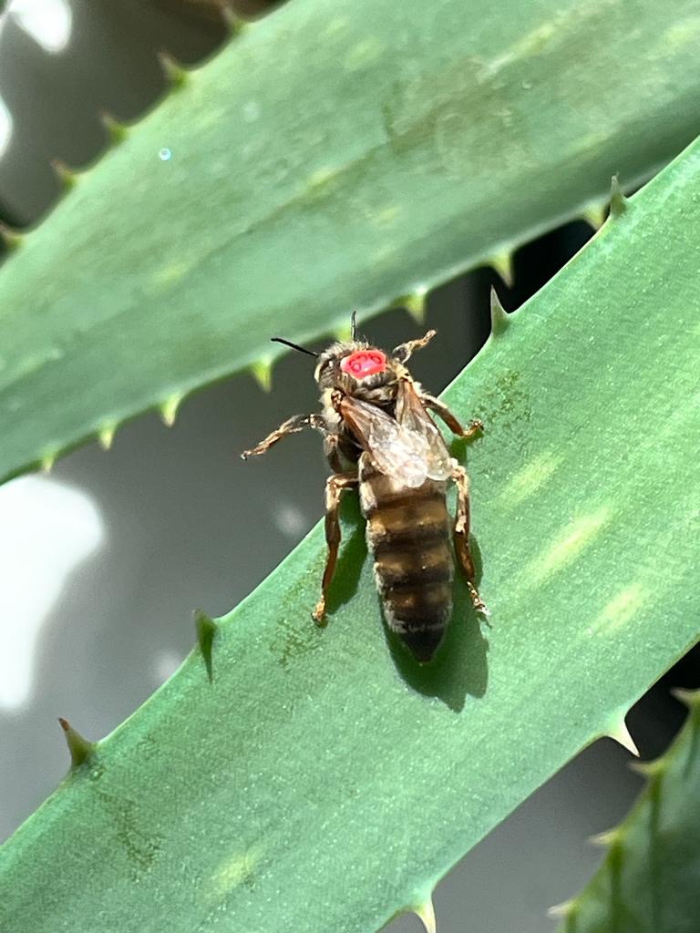Matki pszczele unasiennione lub jedno dniówki